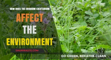 Erodium cicutarium: Environmental Impacts and Ecosystem Effects Explored