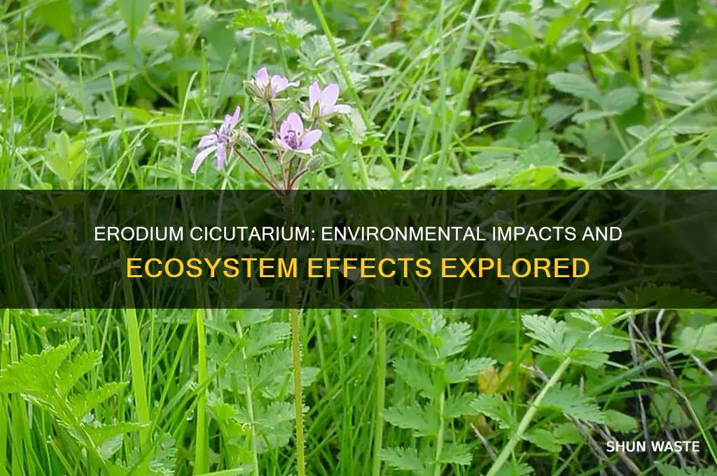 how does the erodium cicutarium affect the environment