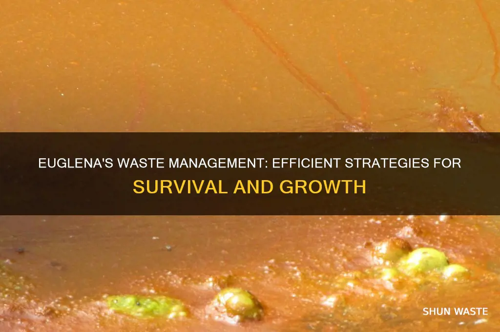 how does the euglena get rid of waste