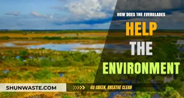 Everglades' Vital Role in Protecting and Sustaining Our Environment