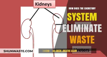 How the Excretory System Eliminates Waste: A Comprehensive Guide