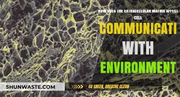 Extracellular Matrix: Bridging Cell Communication and Environmental Interactions