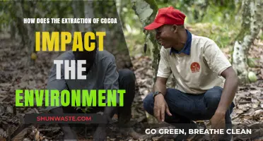 Cocoa Extraction: Environmental Impacts and Sustainable Farming Practices