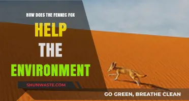 Fennec Foxes: Unsung Heroes in Desert Ecosystem Balance and Survival