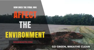 Feral Hogs' Environmental Impact: Destruction, Ecosystem Disruption, and Conservation Challenges