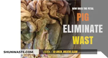 Fetal Pig Waste Elimination: Understanding the Unique Excretion Process