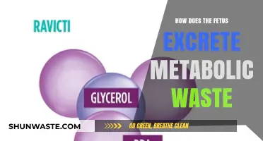 Fetal Waste Disposal: Understanding How the Unborn Excrete Metabolic Byproducts