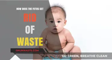 Fetal Waste Elimination: Understanding How the Unborn Baby Processes Waste