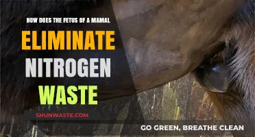 Fetal Nitrogen Waste Elimination in Mammals: A Developmental Journey