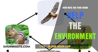 Sustainable Ecosystems: How Food Chains Support Environmental Balance and Health
