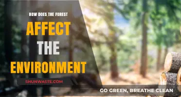 Forests' Vital Role in Shaping and Sustaining Our Environment