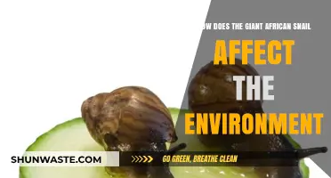 Giant African Snail's Environmental Impact: Threats and Ecosystem Disruption Explained