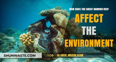 The Great Barrier Reef's Vital Role in Shaping Our Environment