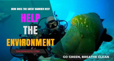 The Great Barrier Reef: Environmental Benefits and Ecosystem Support Explained