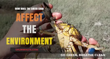 Green Crab Invasion: Environmental Impacts and Ecosystem Disruption Explained
