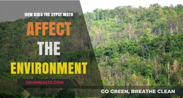 Gypsy Moth Impact: Environmental Consequences and Ecosystem Disruption Explained
