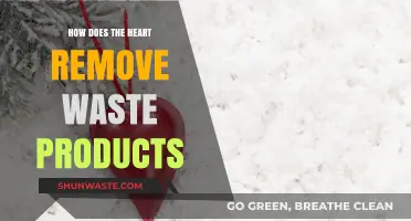 How the Heart Efficiently Eliminates Waste Products: A Deep Dive