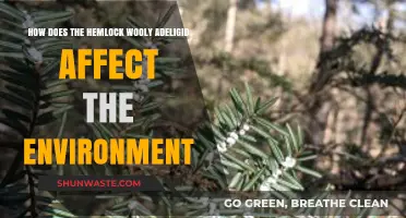 Hemlock Woolly Adelgid: Environmental Impacts and Ecosystem Disruption Explained