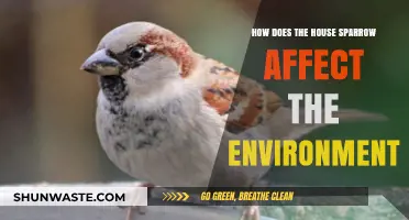 House Sparrows' Environmental Impact: Benefits, Challenges, and Ecosystem Role