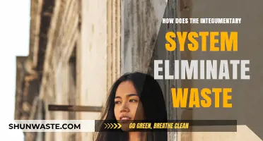 Skin's Role in Detoxification: How the Integumentary System Eliminates Waste