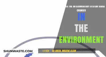 Skin's Environmental Sensors: How the Integumentary System Detects Change