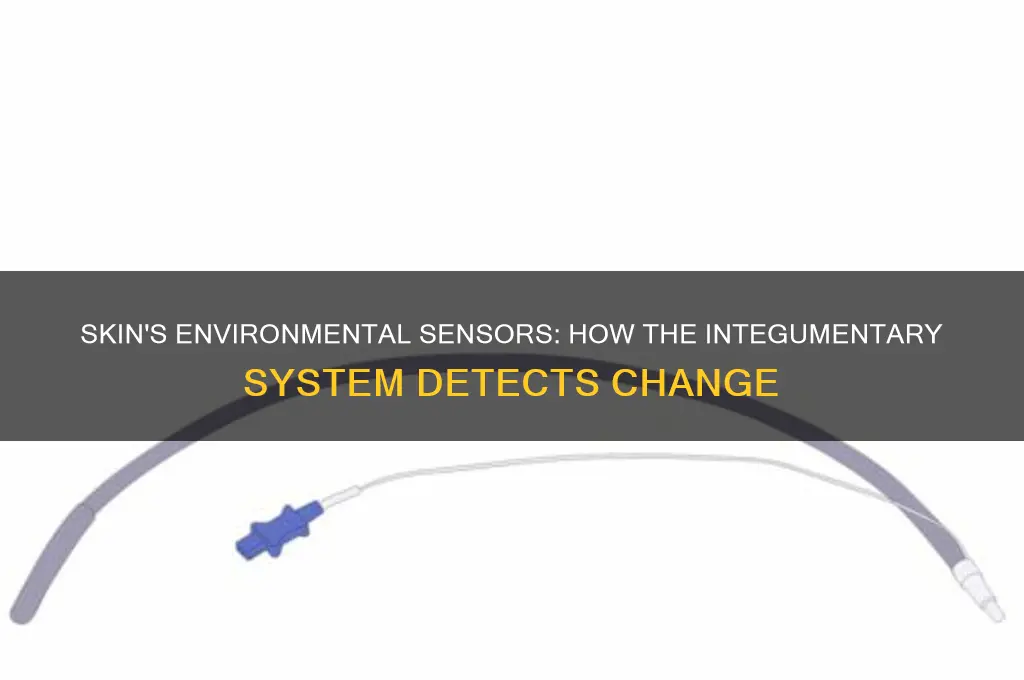 how does the integumentary system sense changes in the environment