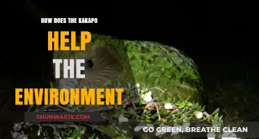 Kakapo's Vital Role: Boosting Biodiversity and Ecosystem Health in New Zealand