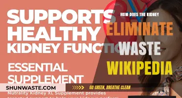 Kidney Waste Elimination: Understanding Renal Filtration and Excretion Processes