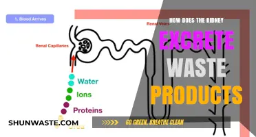 Kidney's Role in Filtering and Excreting Waste Products Explained