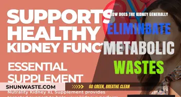 Kidney Function: How Metabolic Wastes Are Eliminated Efficiently