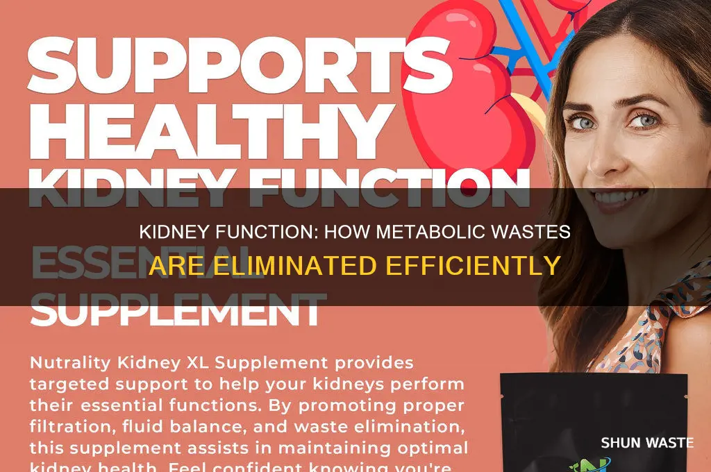 how does the kidney generally eliminbate metabolic wastes
