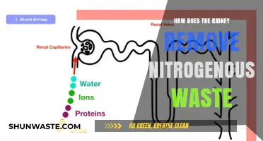 Kidney's Role in Eliminating Nitrogenous Waste: A Detailed Process