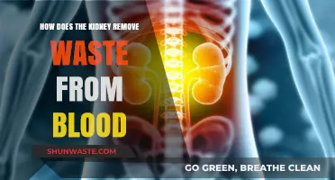 Kidney Filtration: How Waste is Removed from Blood Efficiently