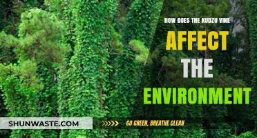 Kudzu's Environmental Impact: Invasive Vine's Effects on Ecosystems and Biodiversity