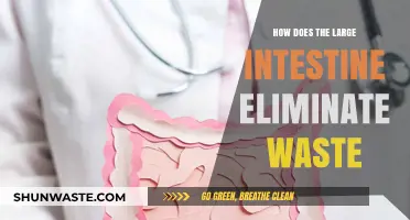 How the Large Intestine Efficiently Eliminates Waste: A Detailed Guide