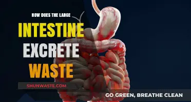How the Large Intestine Processes and Eliminates Waste Efficiently