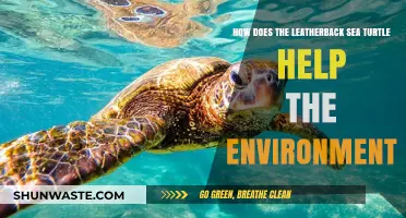 Leatherback Sea Turtles: Vital Guardians of Marine Ecosystems and Biodiversity