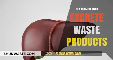 Liver's Role in Detoxification: How Waste Products Are Excreted