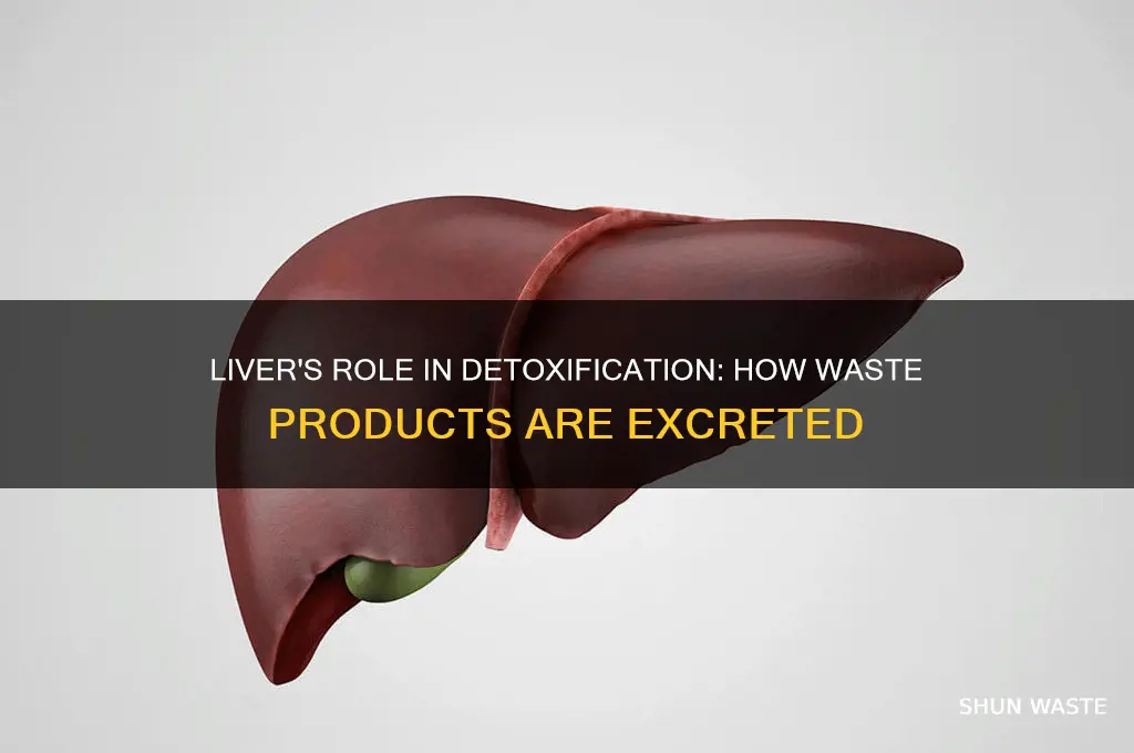 how does the liver excrete waste products