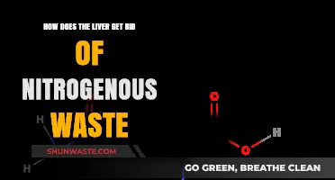 Liver's Role in Eliminating Nitrogenous Waste: A Comprehensive Guide