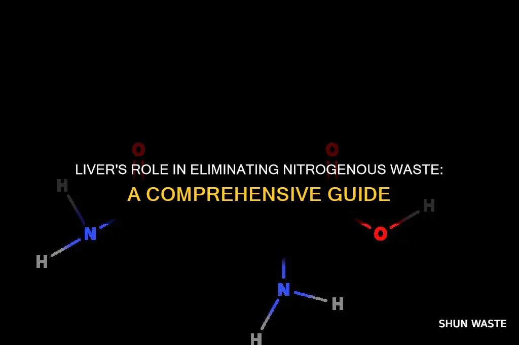 how does the liver get rid of nitrogenous waste