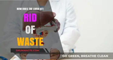 How the Liver Eliminates Toxins and Waste: A Vital Process