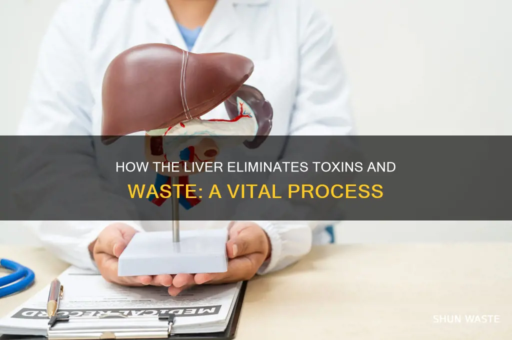 how does the liver get rid of waste
