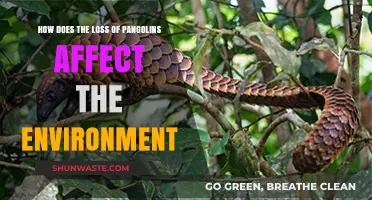 Pangolin Decline: Environmental Impacts and Ecosystem Disruption Explained