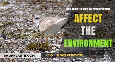 Piping Plover Decline: Environmental Impacts and Ecosystem Consequences Explored