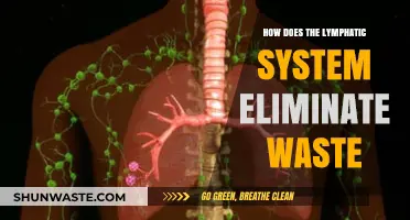 How the Lymphatic System Eliminates Waste and Detoxifies the Body