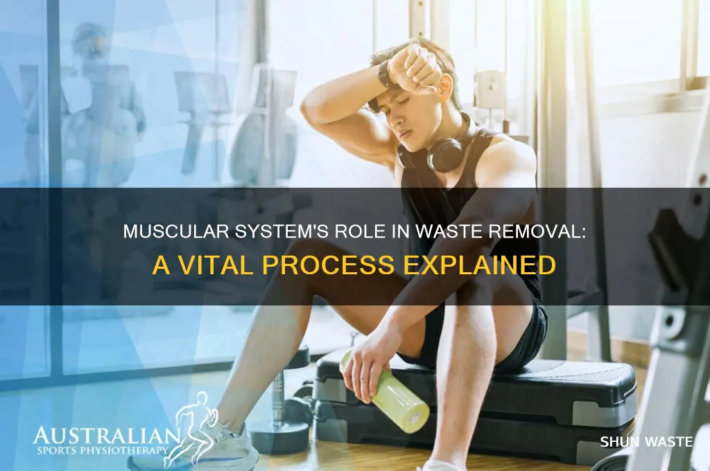 how does the muscular system help remove waste