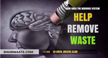 Nervous System's Role in Waste Removal: A Vital Process Explained