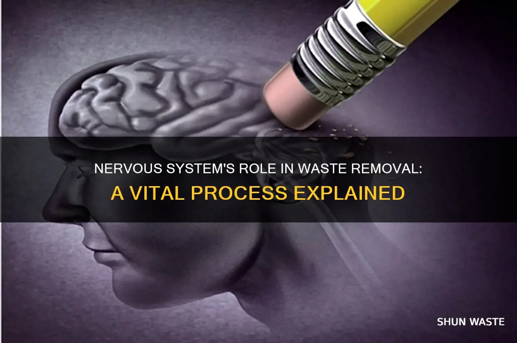 how does the nervous system help remove waste