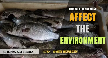 Nile Perch Impact: Environmental Changes and Ecosystem Disruption Explained